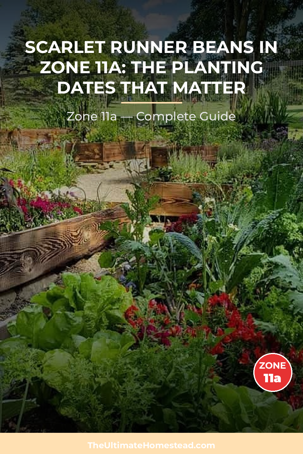 When to Plant Scarlet Runner Beans in Zone 11a