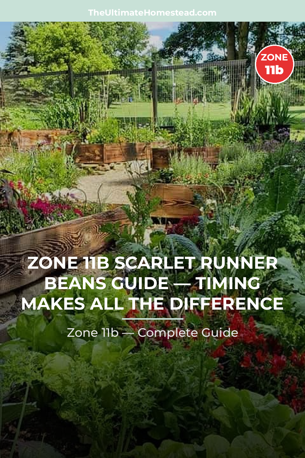 When to Plant Scarlet Runner Beans in Zone 11b