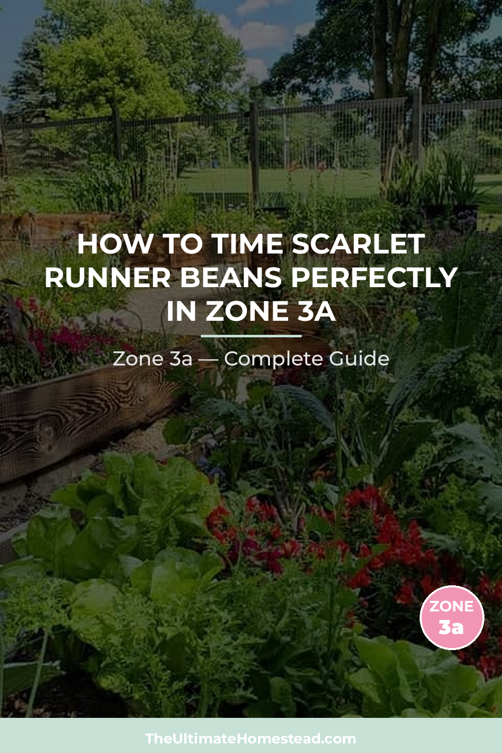 When to Plant Scarlet Runner Beans in Zone 3a