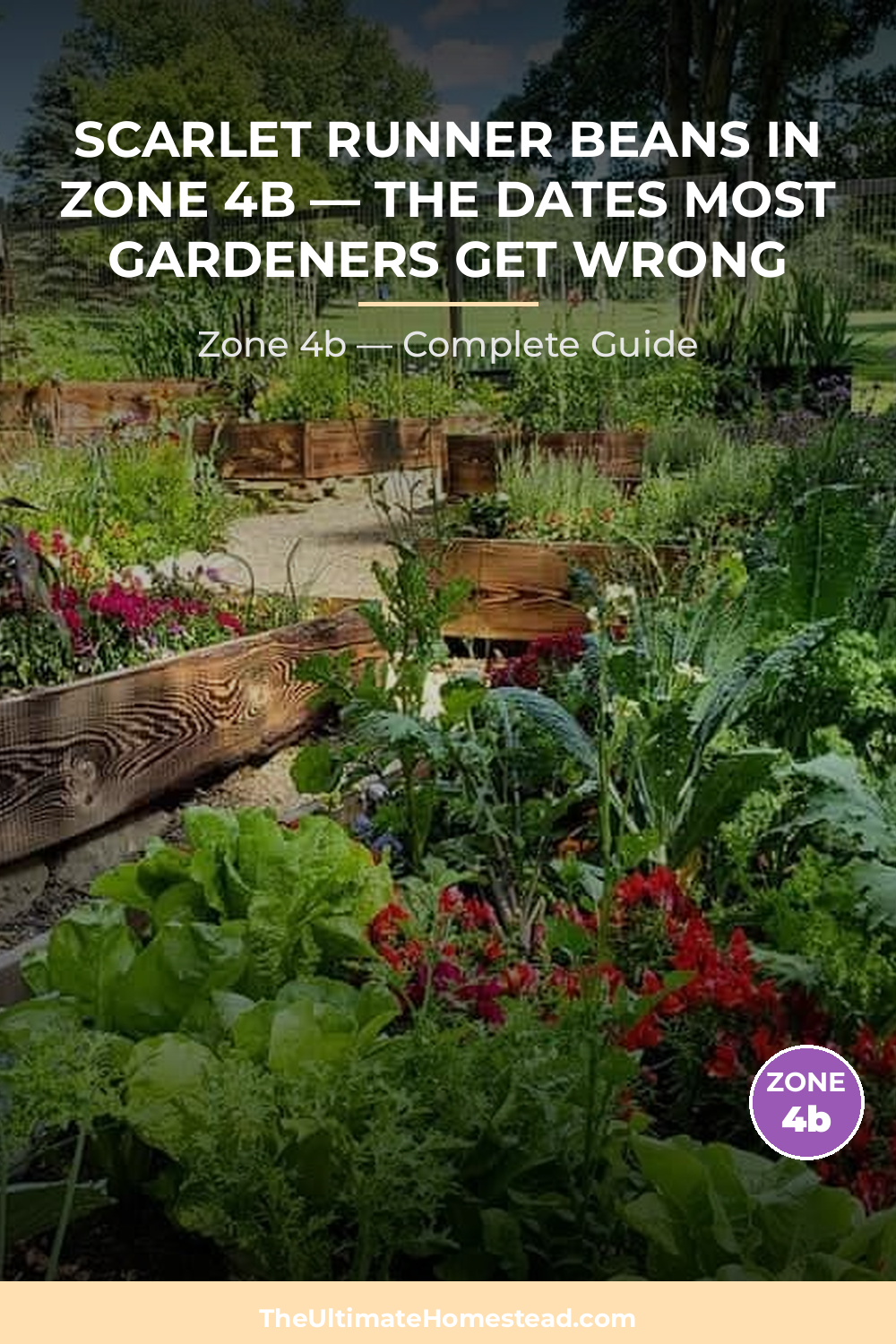 When to Plant Scarlet Runner Beans in Zone 4b