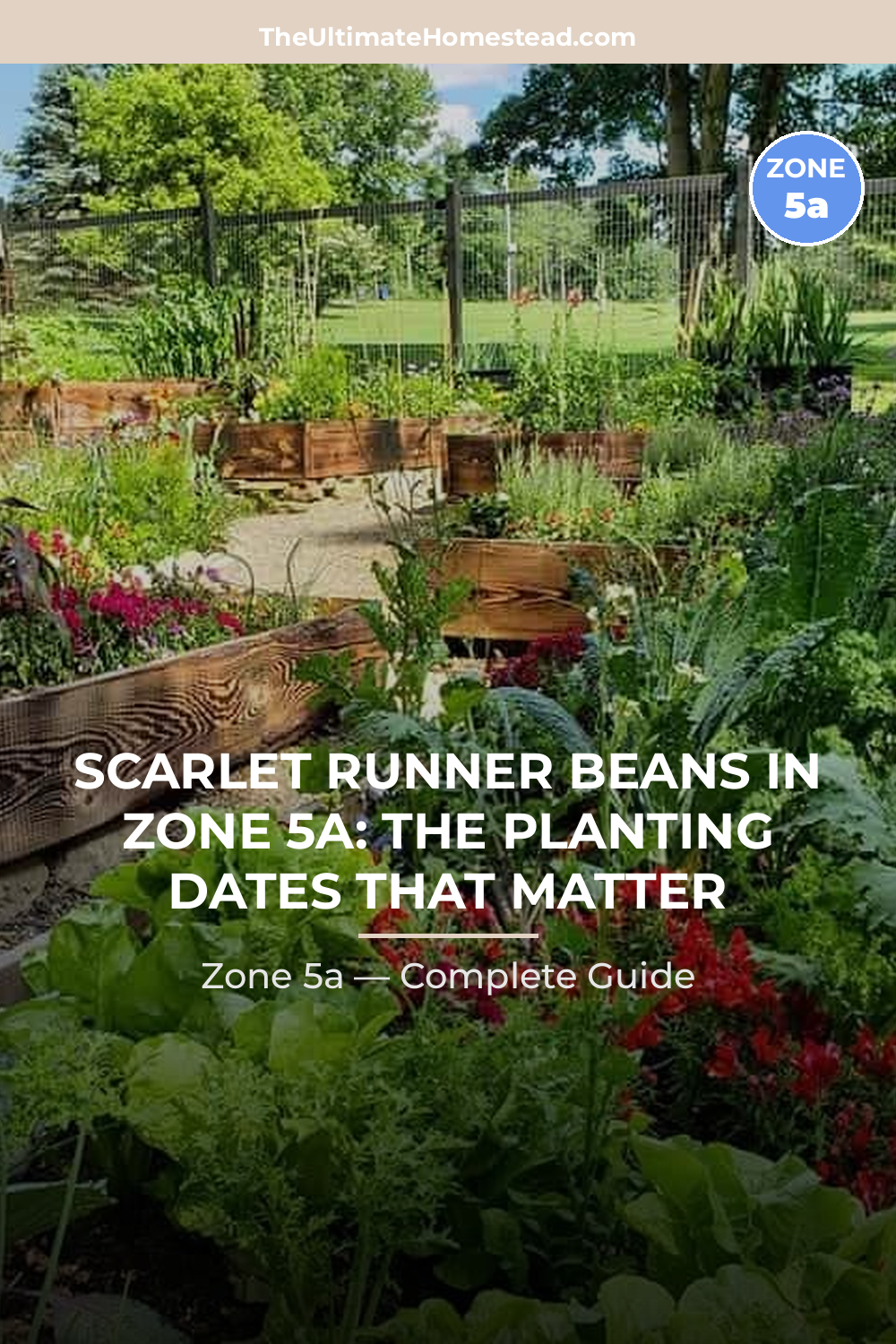 When to Plant Scarlet Runner Beans in Zone 5a