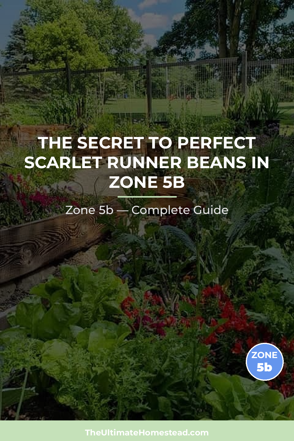 When to Plant Scarlet Runner Beans in Zone 5b