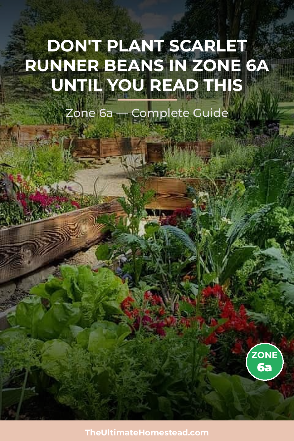 When to Plant Scarlet Runner Beans in Zone 6a