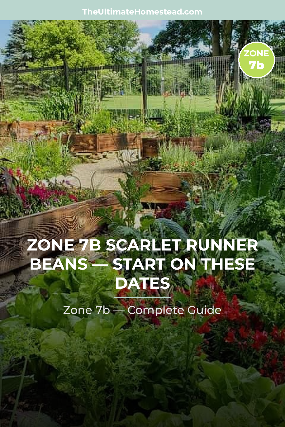When to Plant Scarlet Runner Beans in Zone 7b