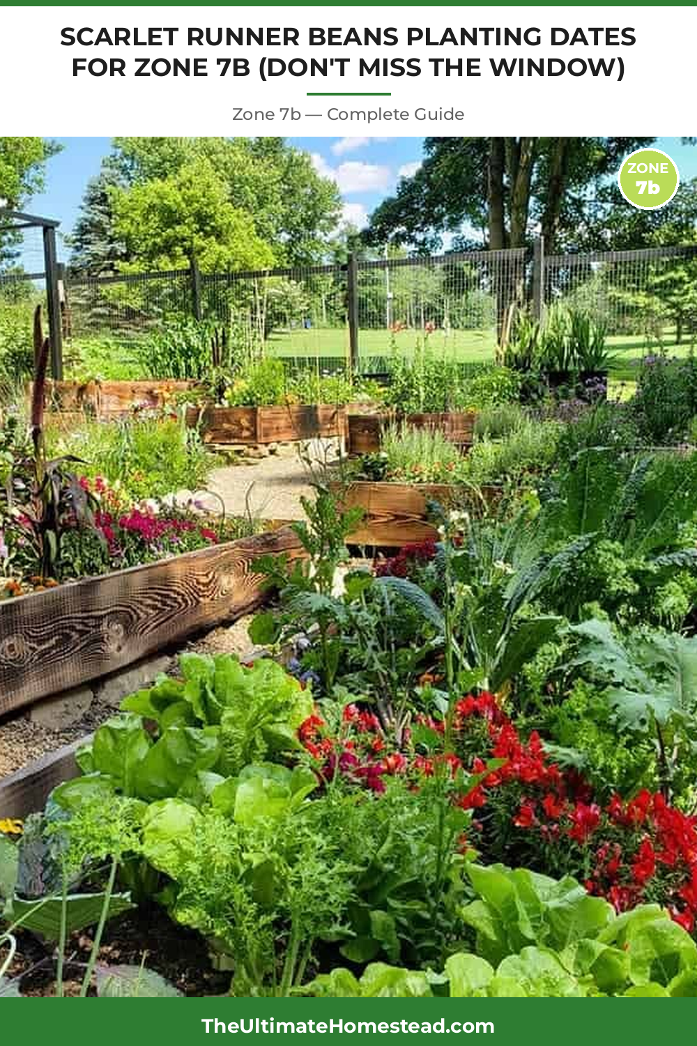 When to Plant Scarlet Runner Beans in Zone 7b