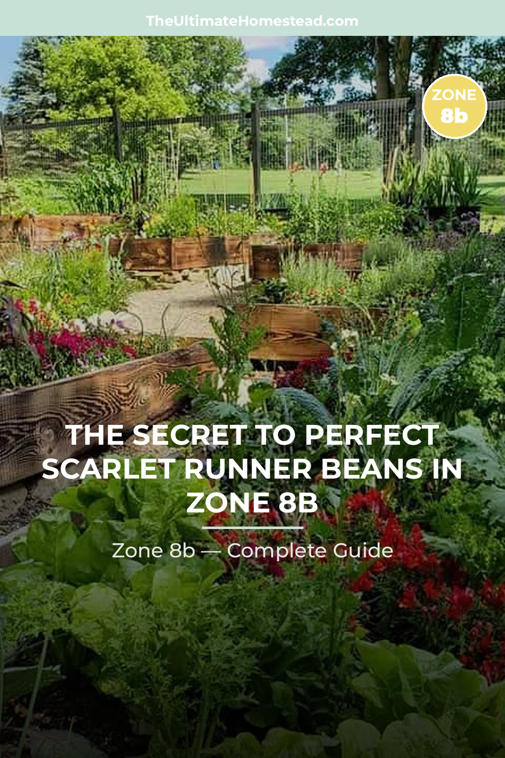 When to Plant Scarlet Runner Beans in Zone 8b