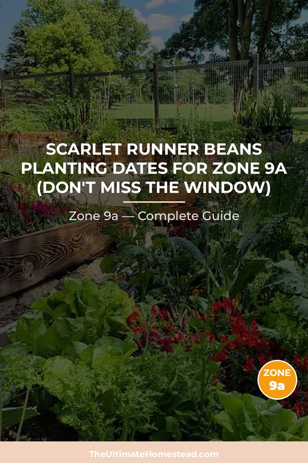 When to Plant Scarlet Runner Beans in Zone 9a