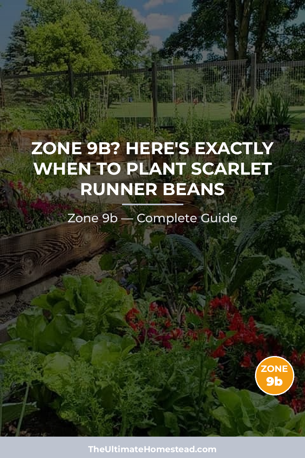 When to Plant Scarlet Runner Beans in Zone 9b
