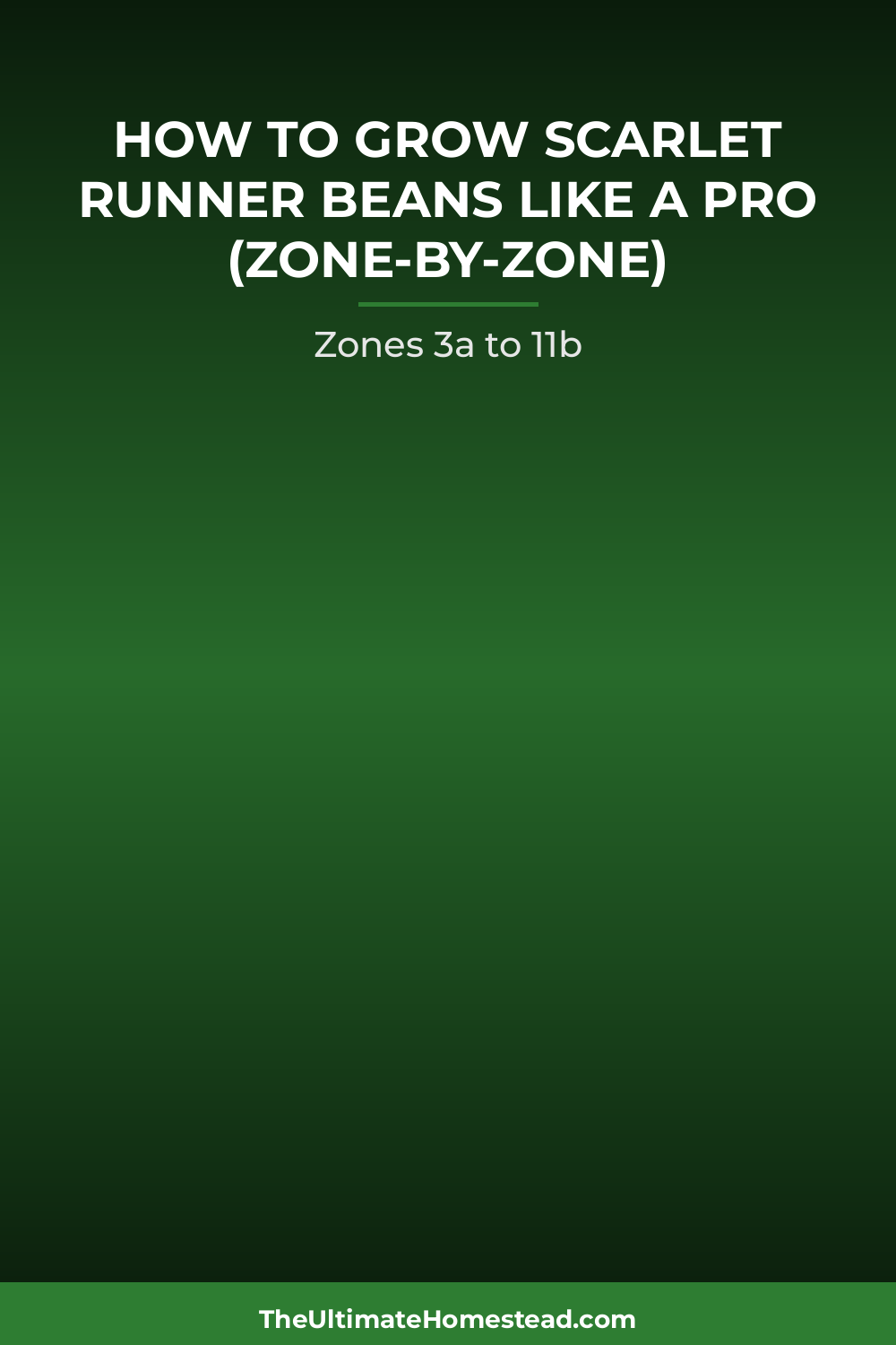 Scarlet Runner Beans Planting Guide