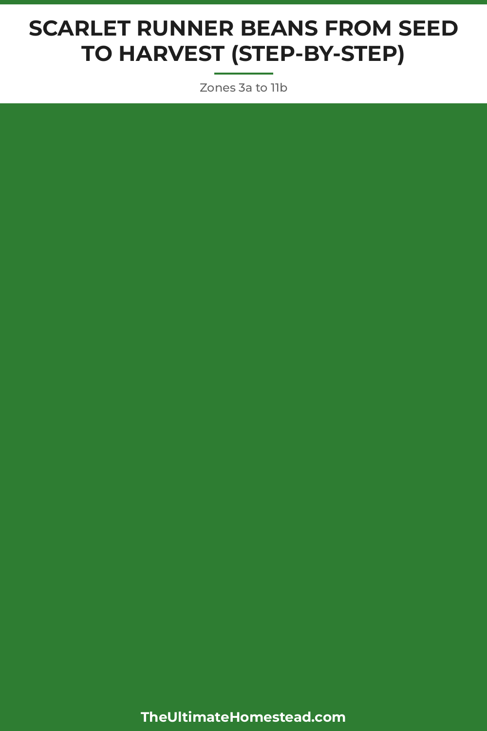 Scarlet Runner Beans Planting Guide