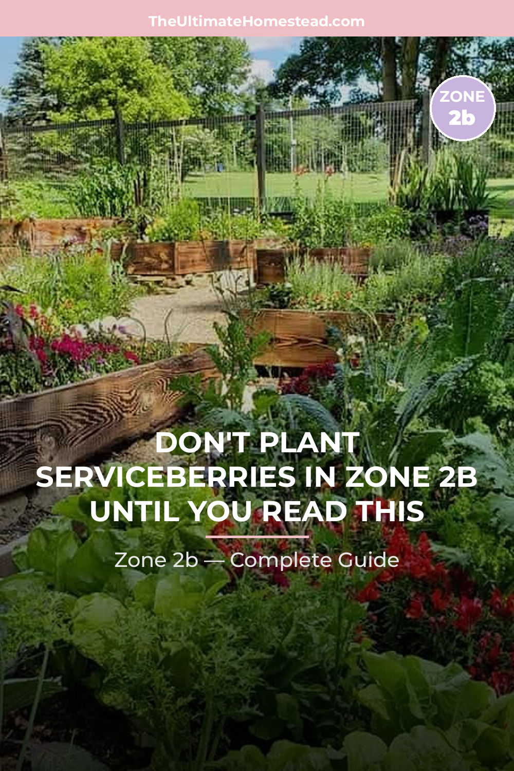 When to Plant Serviceberries in Zone 2b