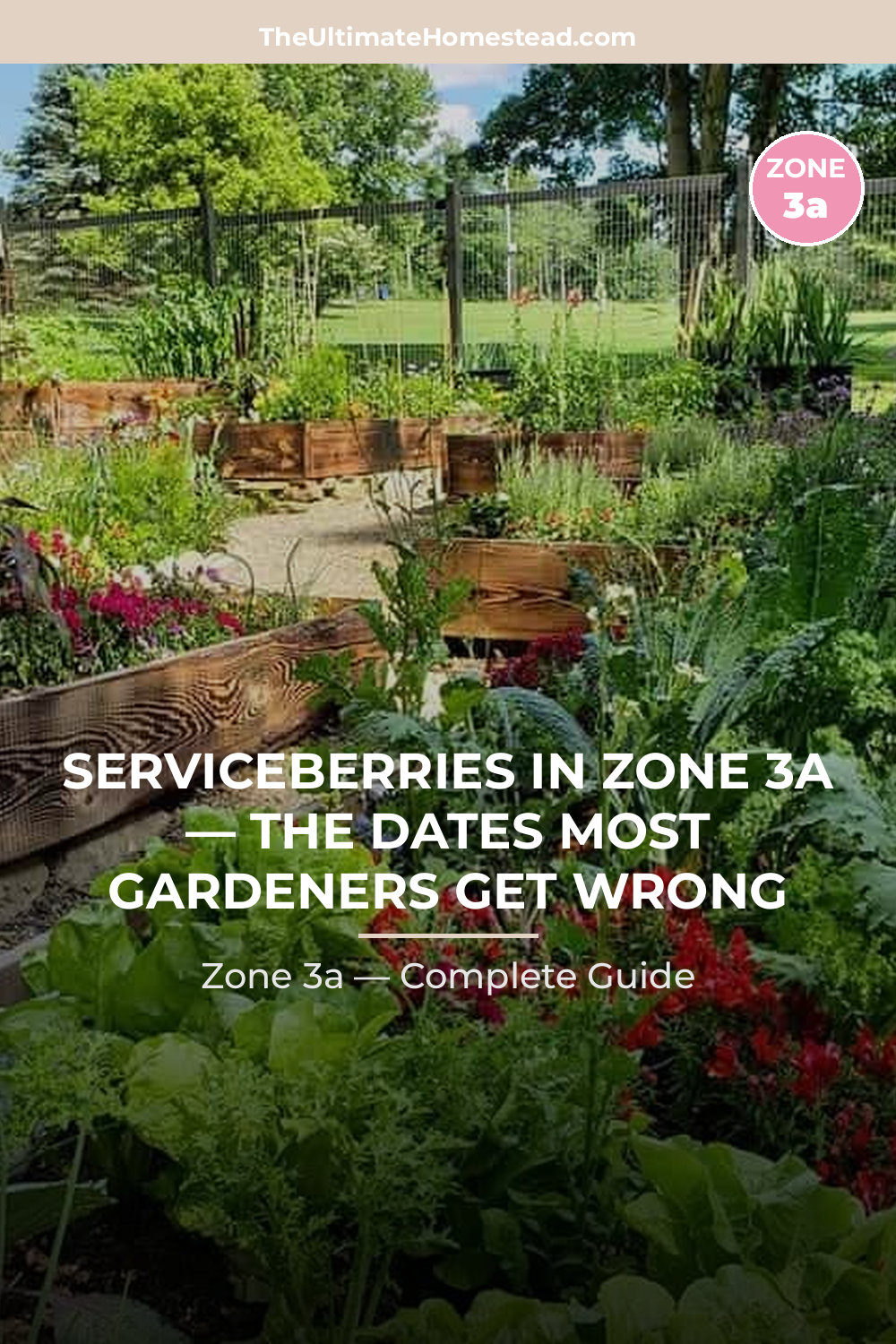 When to Plant Serviceberries in Zone 3a