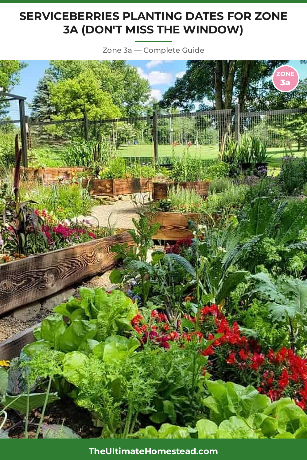 When to Plant Serviceberries in Zone 3a