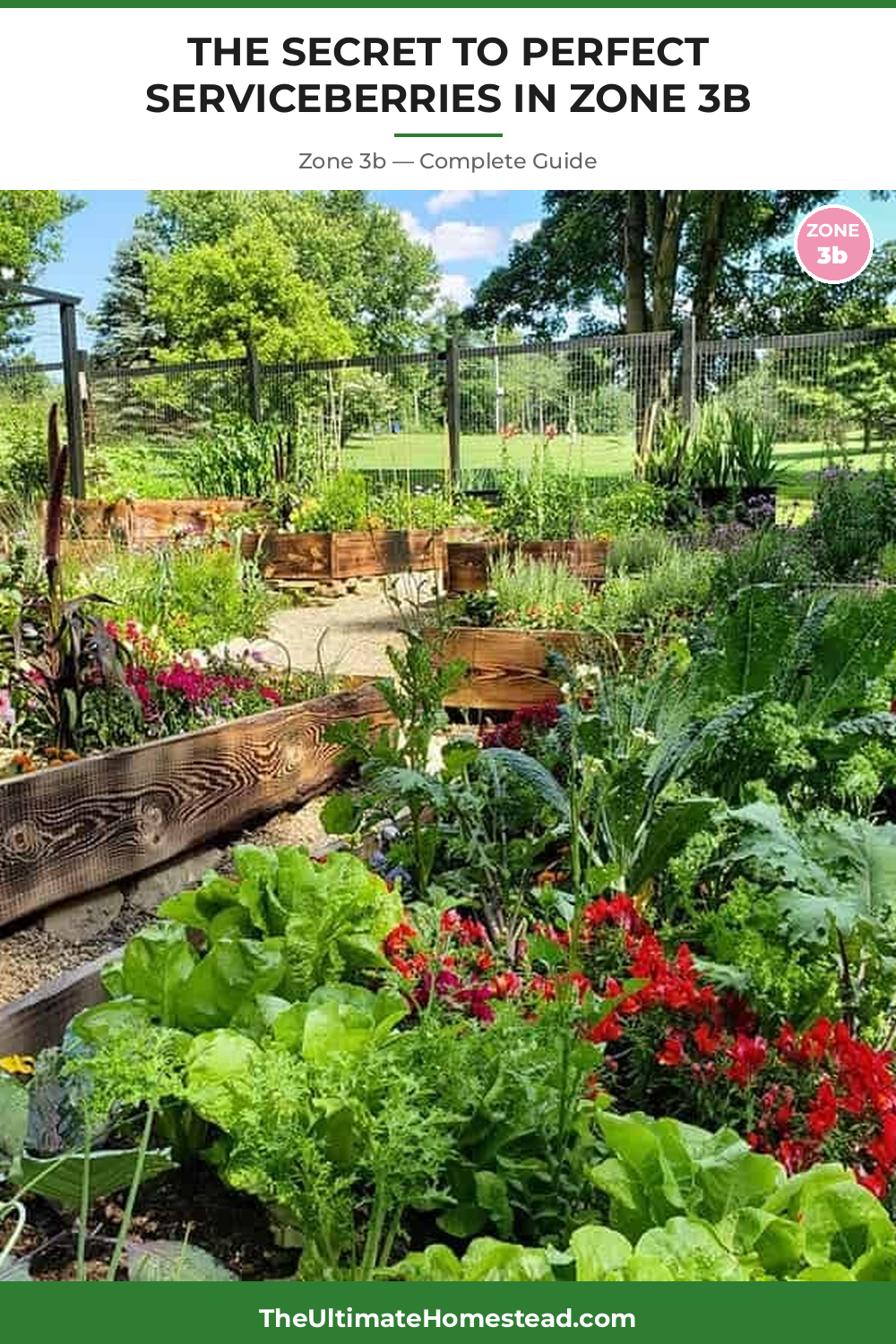 When to Plant Serviceberries in Zone 3b