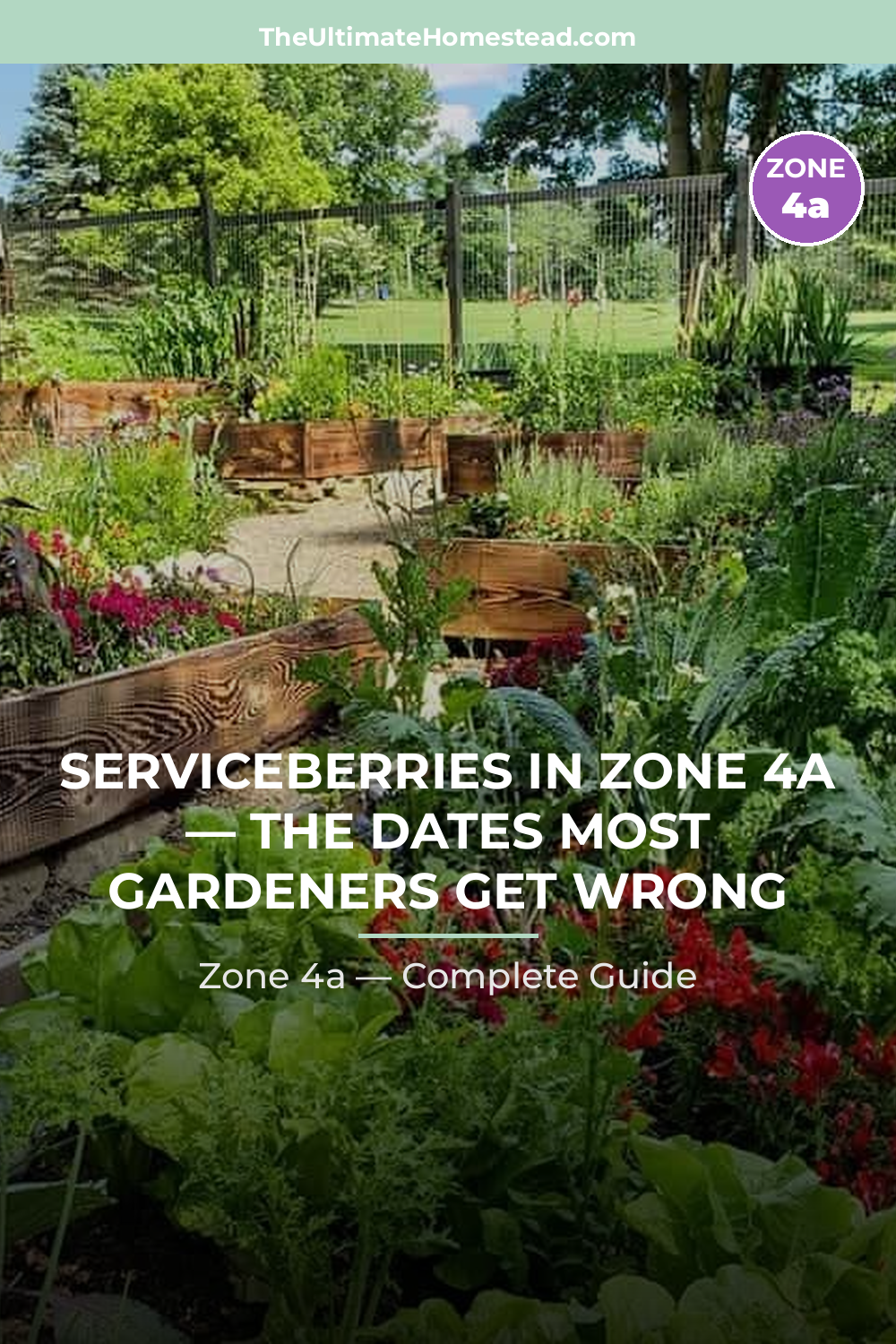 When to Plant Serviceberries in Zone 4a