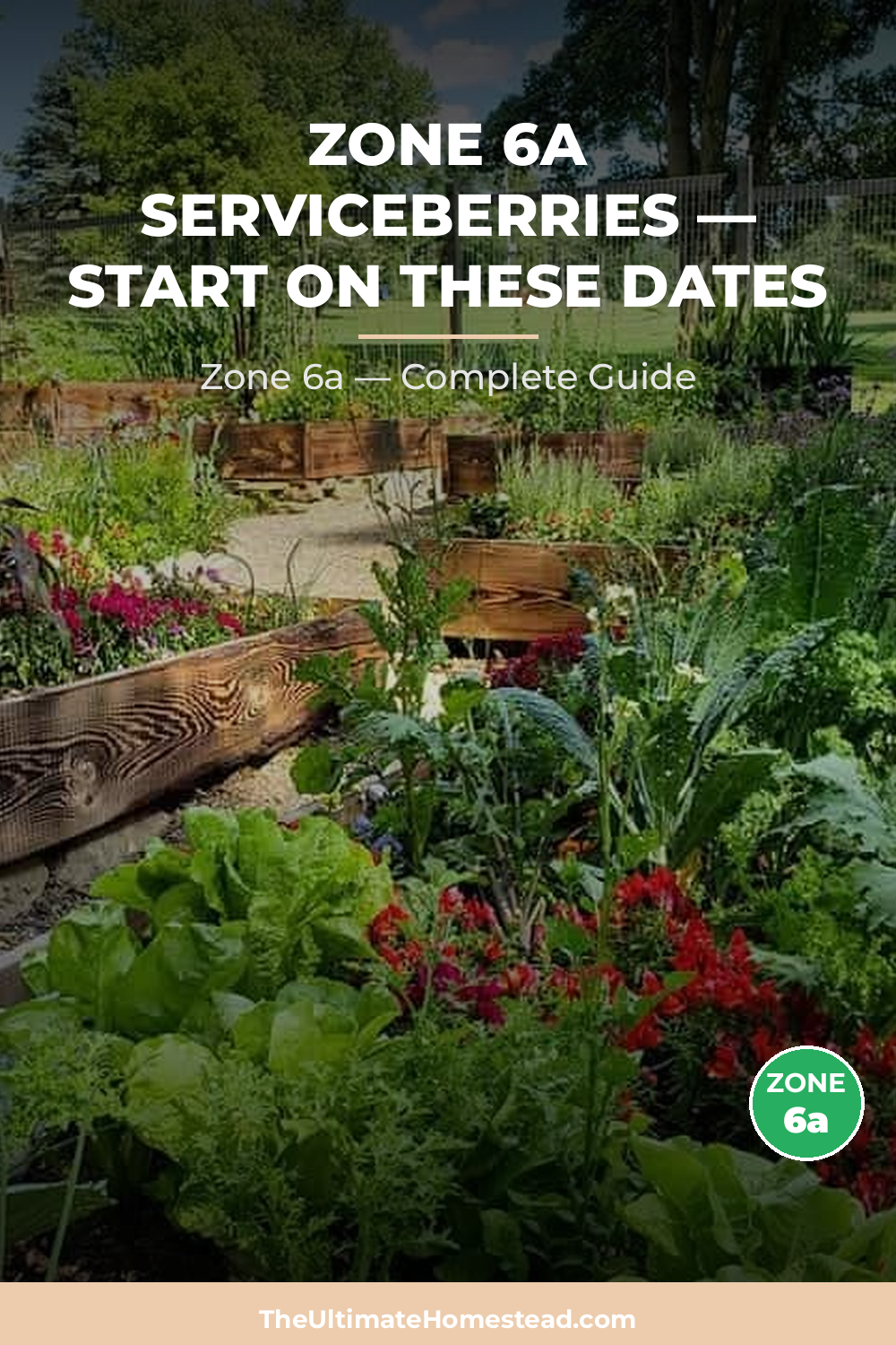 When to Plant Serviceberries in Zone 6a