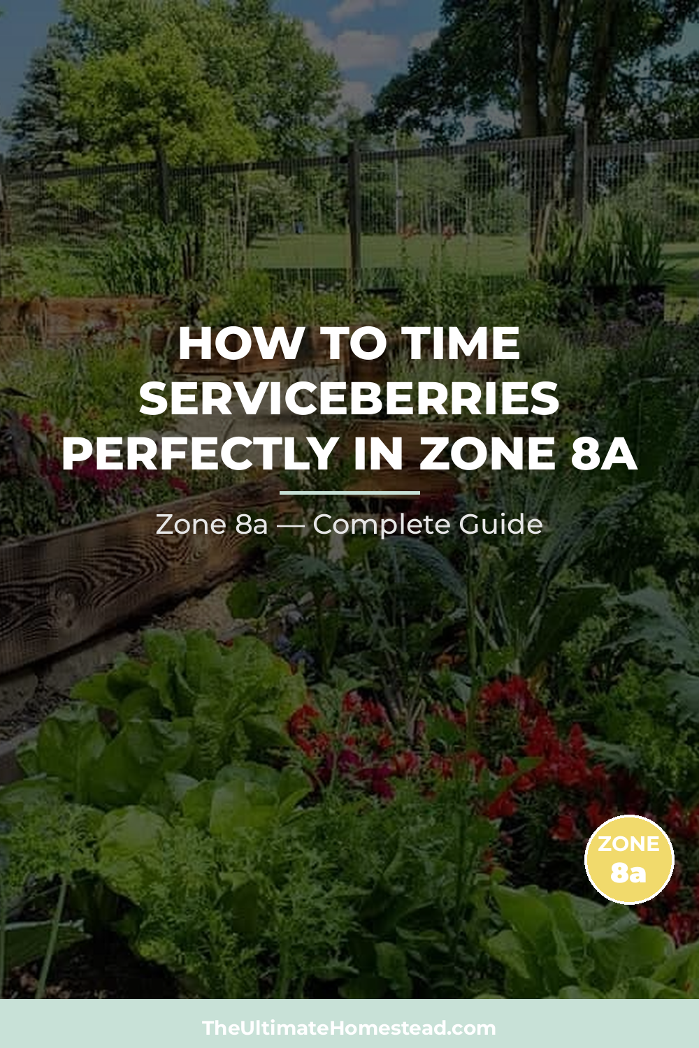When to Plant Serviceberries in Zone 8a