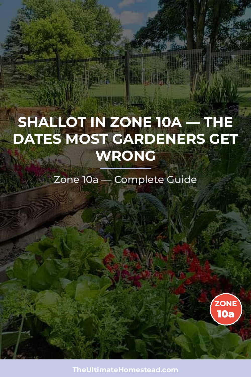 When to Plant Shallot in Zone 10a