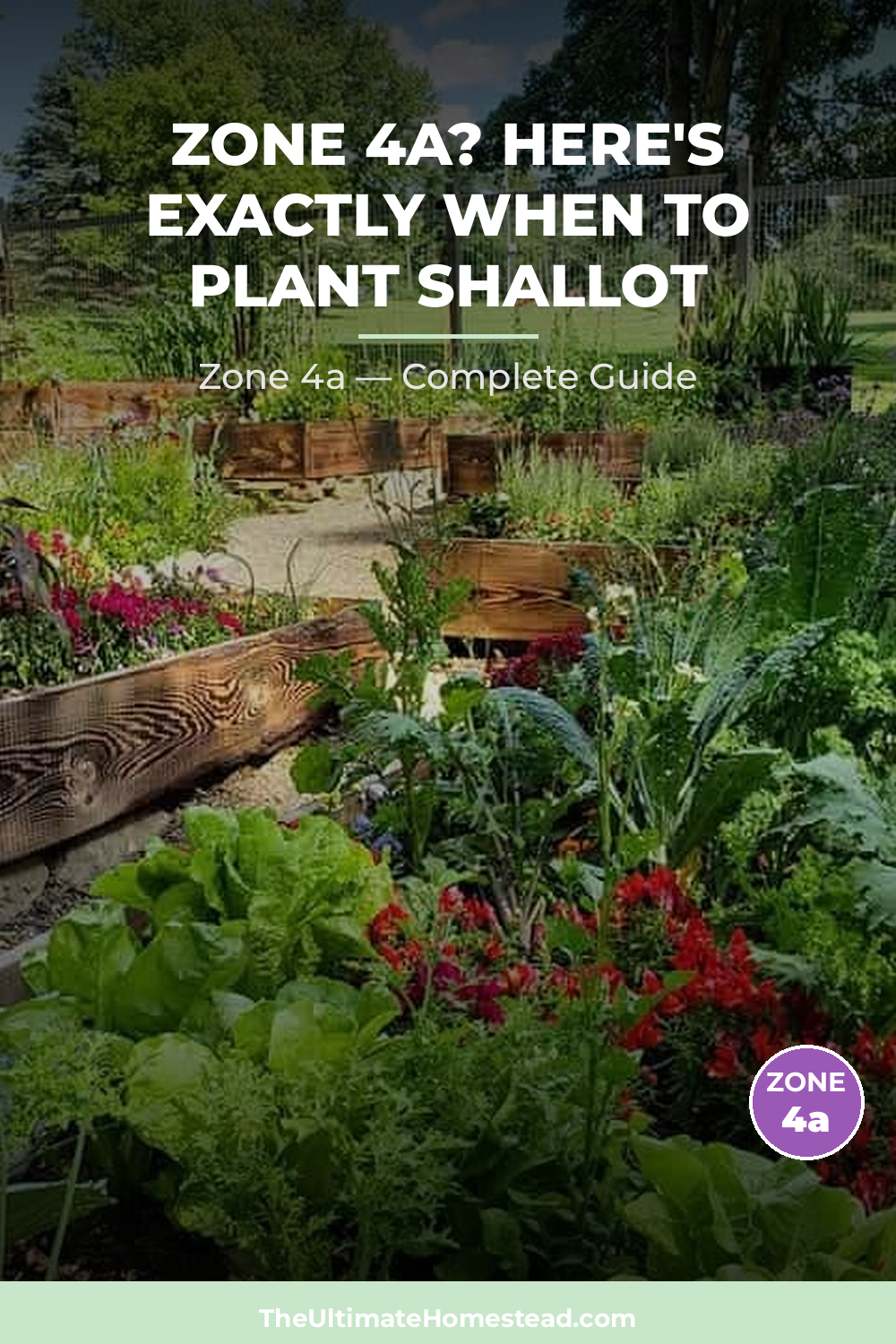 When to Plant Shallot in Zone 4a