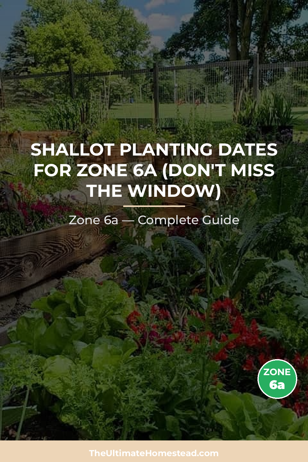 When to Plant Shallot in Zone 6a