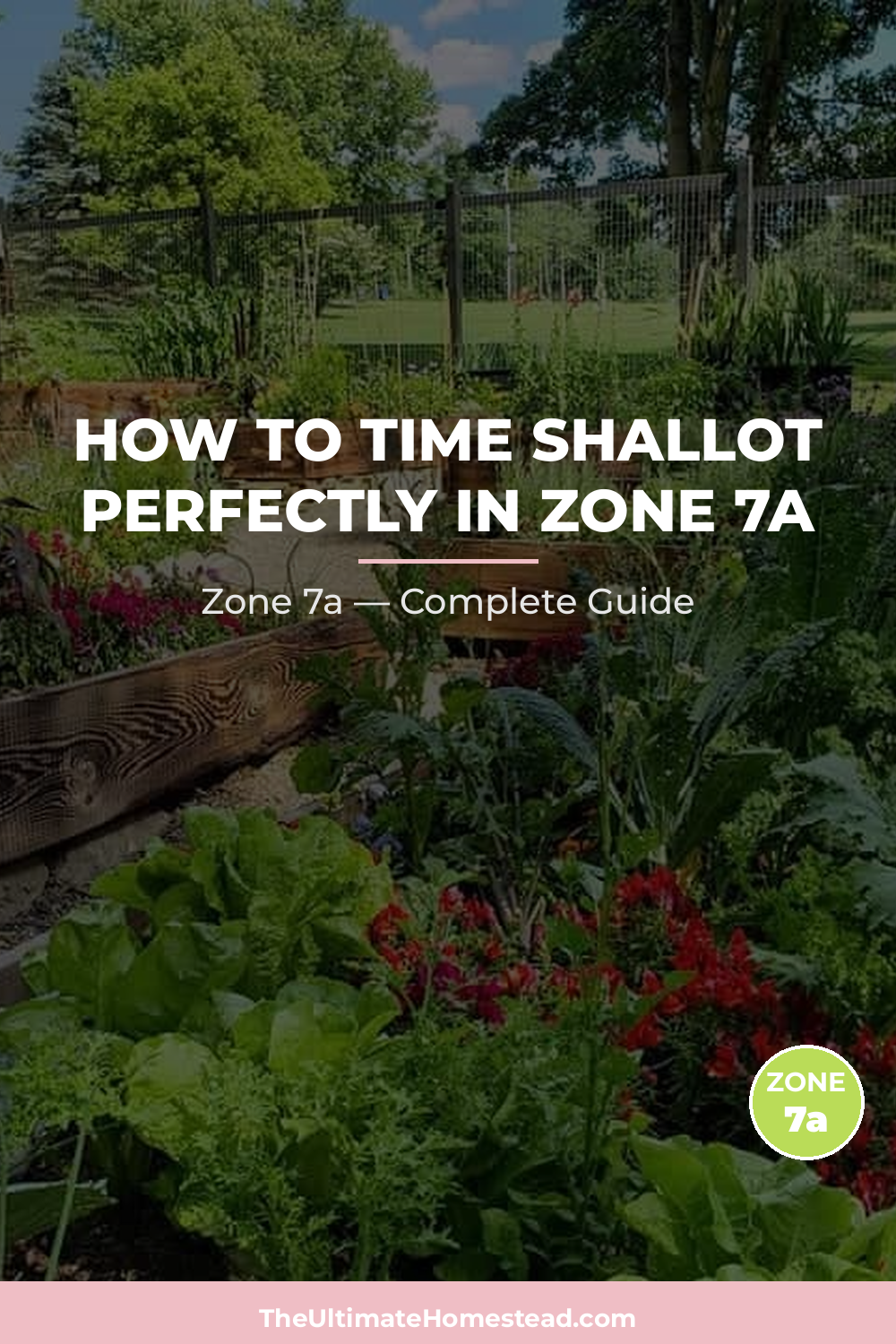 When to Plant Shallot in Zone 7a