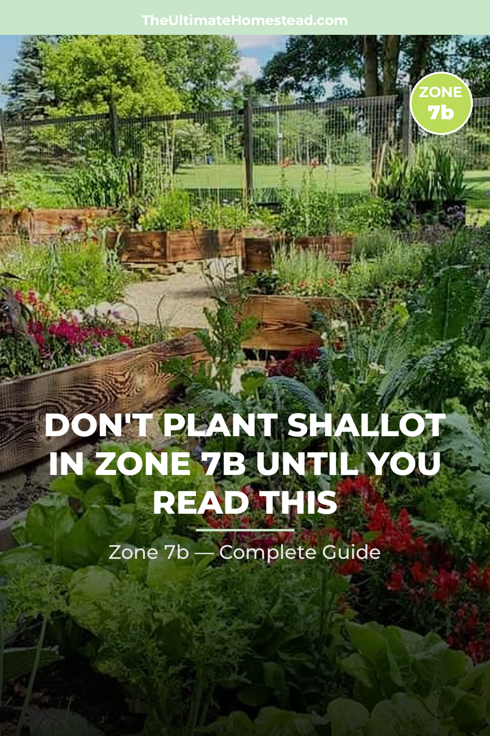 When to Plant Shallot in Zone 7b