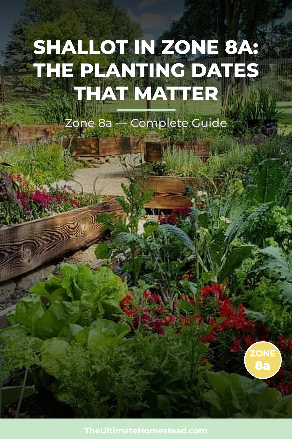 When to Plant Shallot in Zone 8a