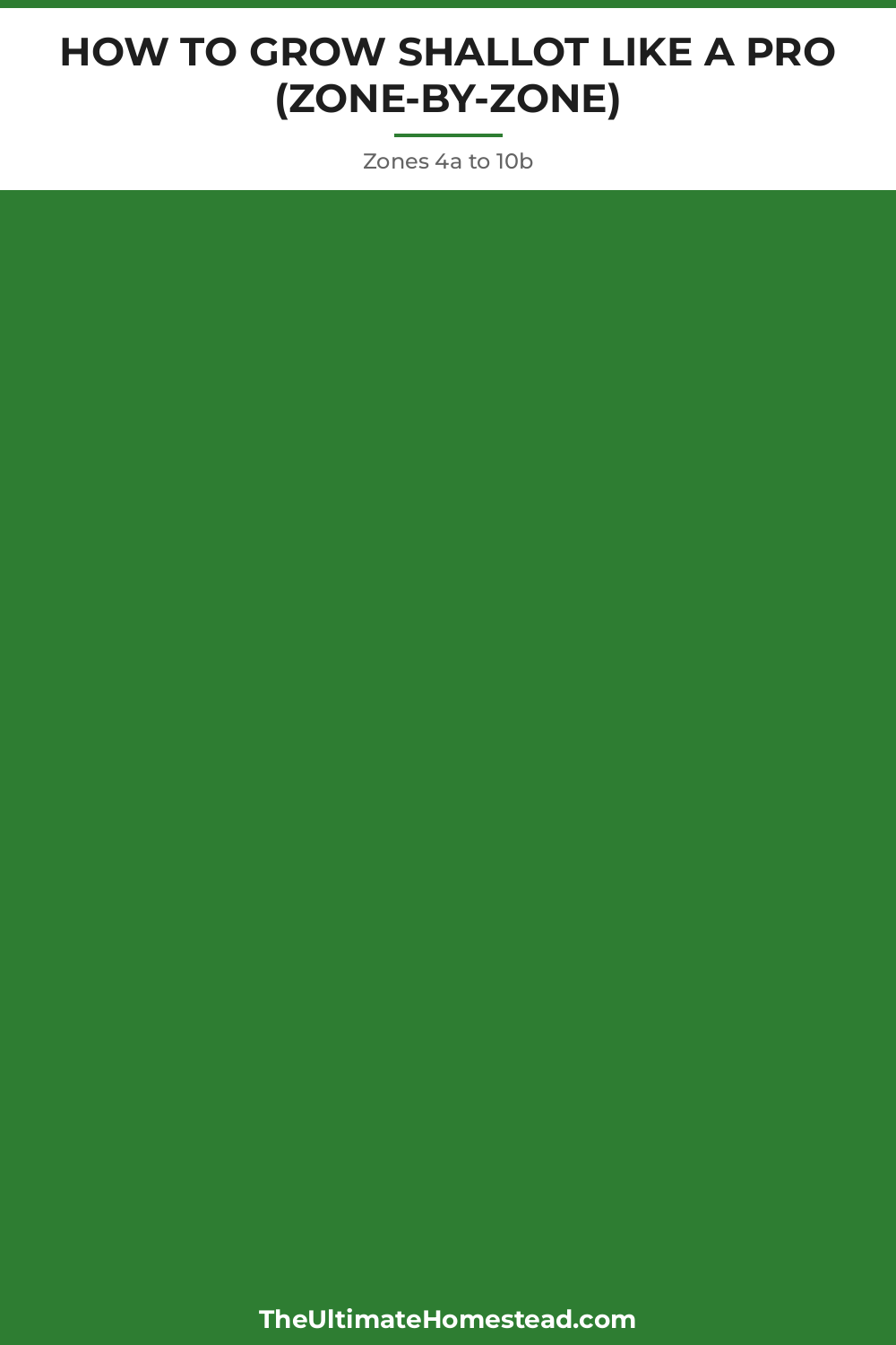 Shallot Planting Guide