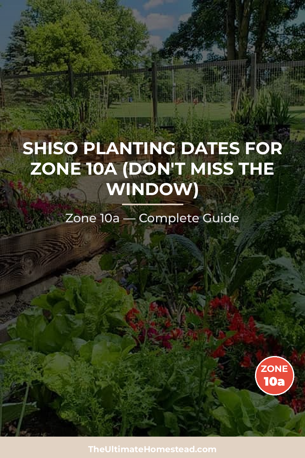 When to Plant Shiso in Zone 10a