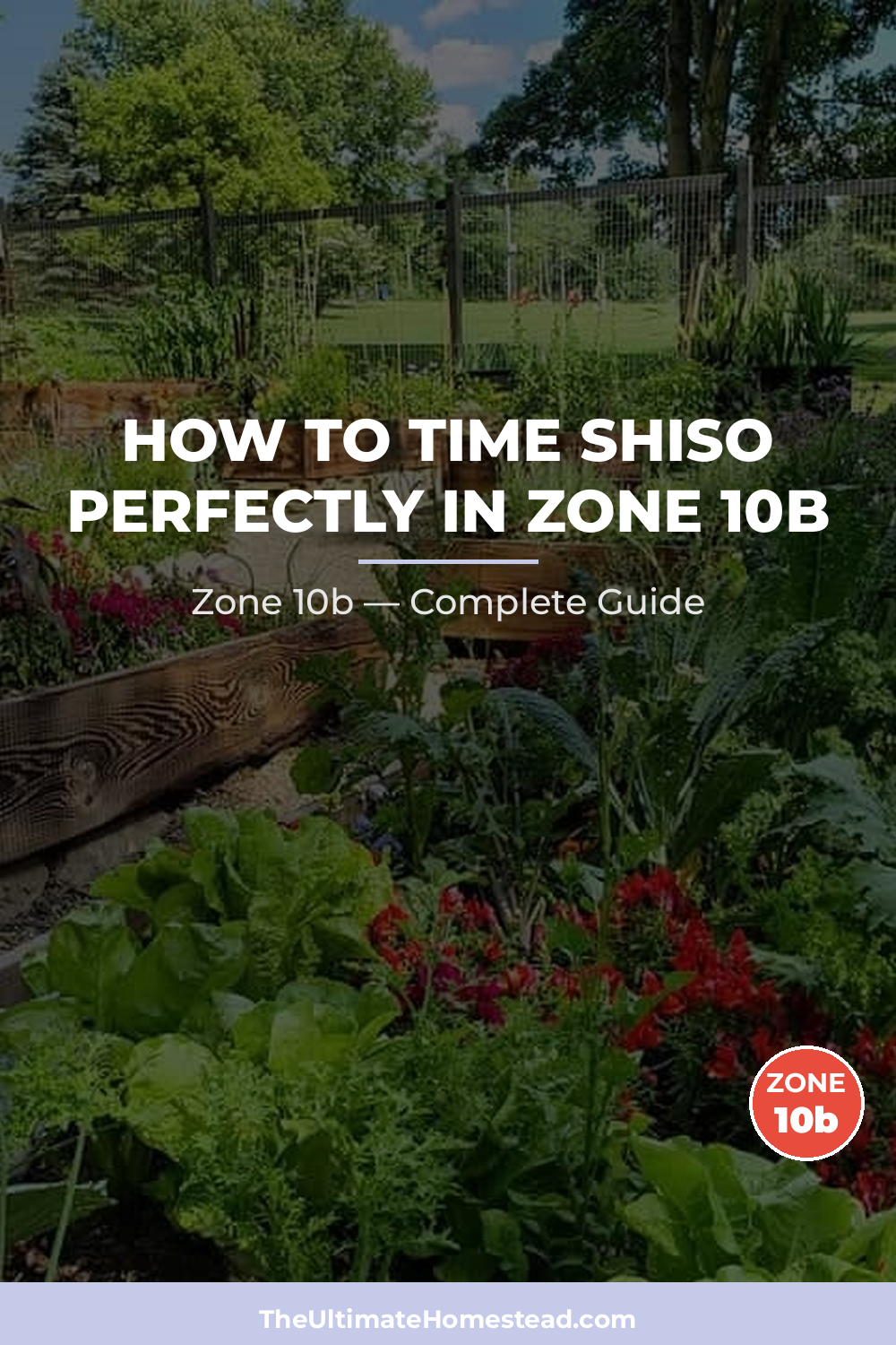 When to Plant Shiso in Zone 10b
