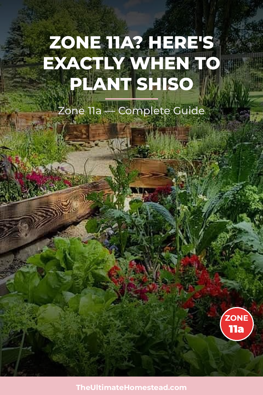 When to Plant Shiso in Zone 11a