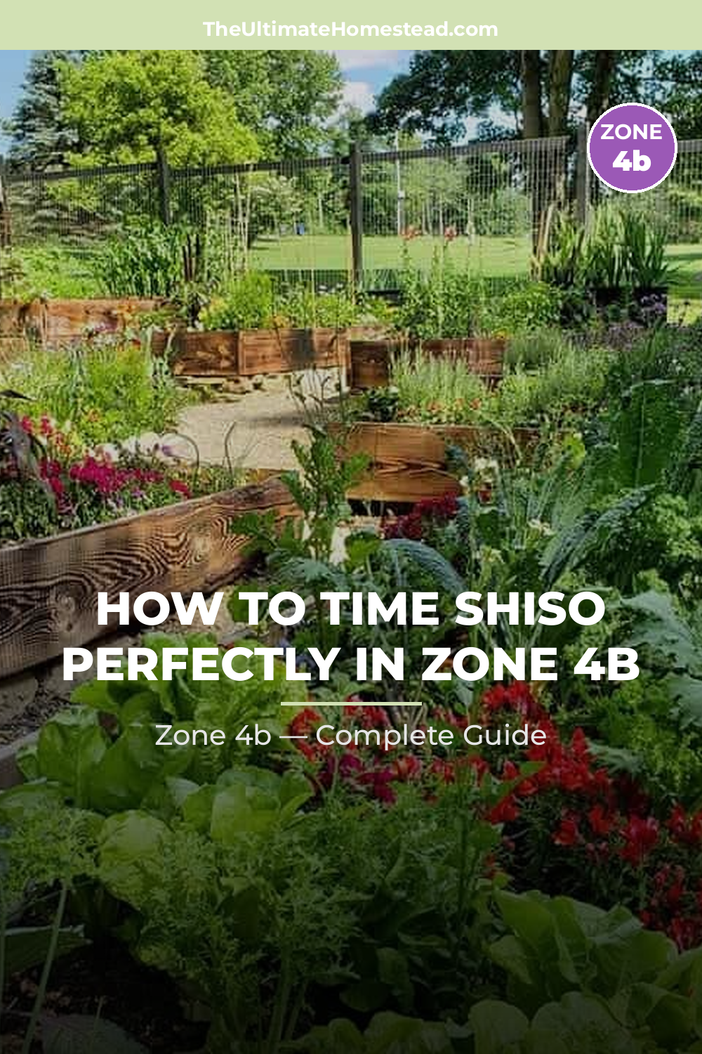 When to Plant Shiso in Zone 4b