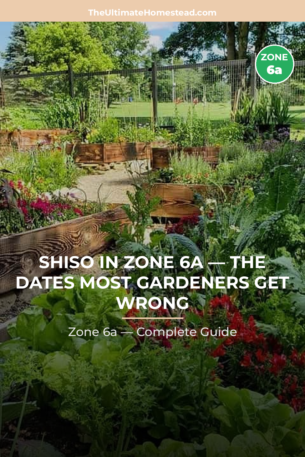 When to Plant Shiso in Zone 6a