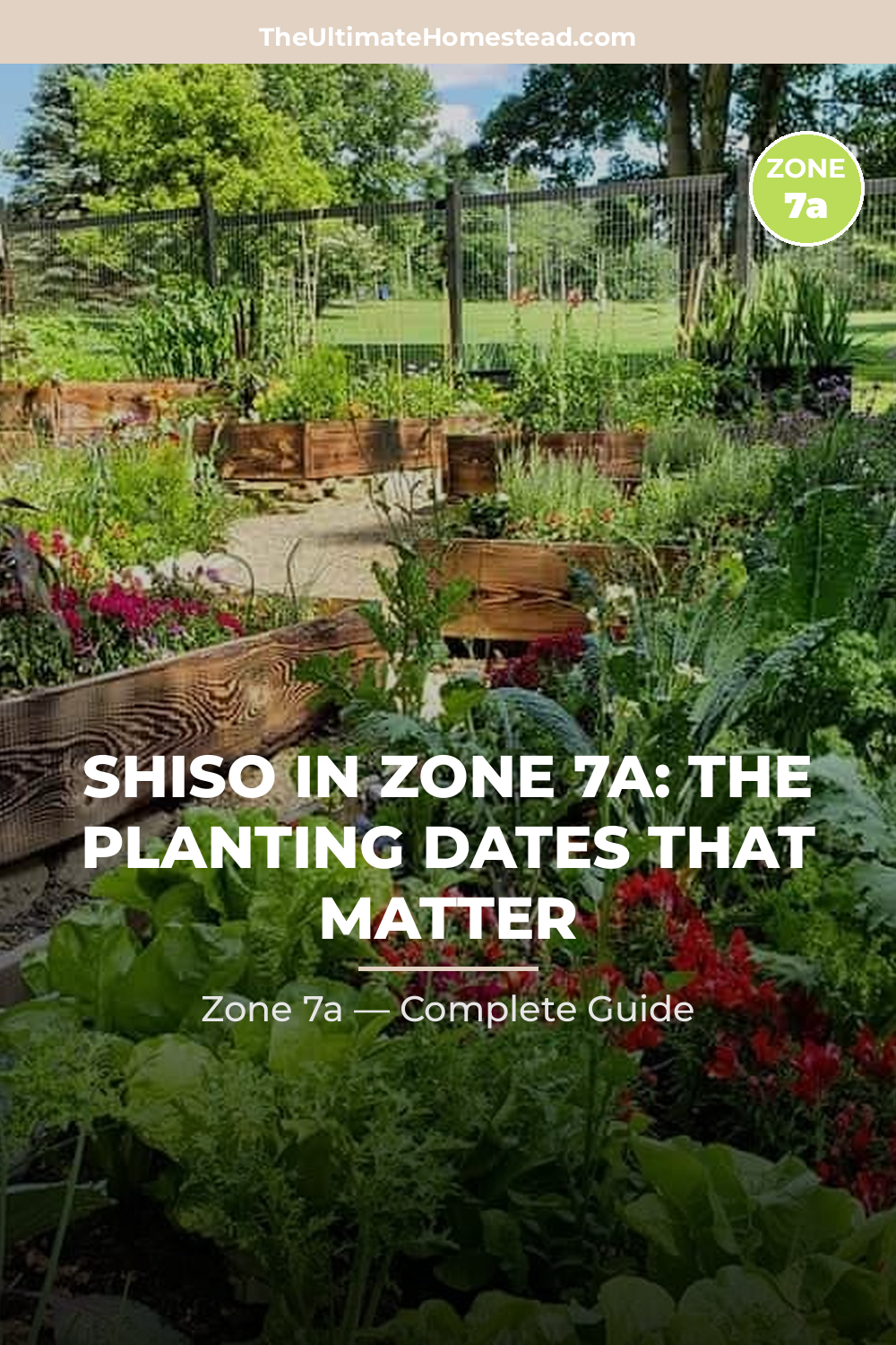When to Plant Shiso in Zone 7a