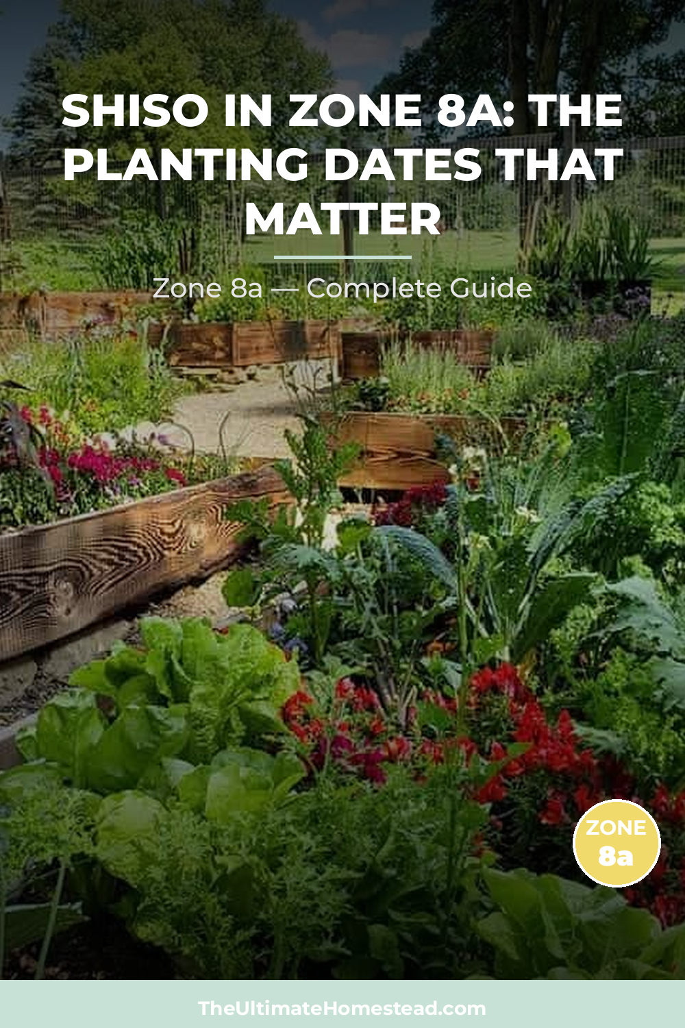 When to Plant Shiso in Zone 8a