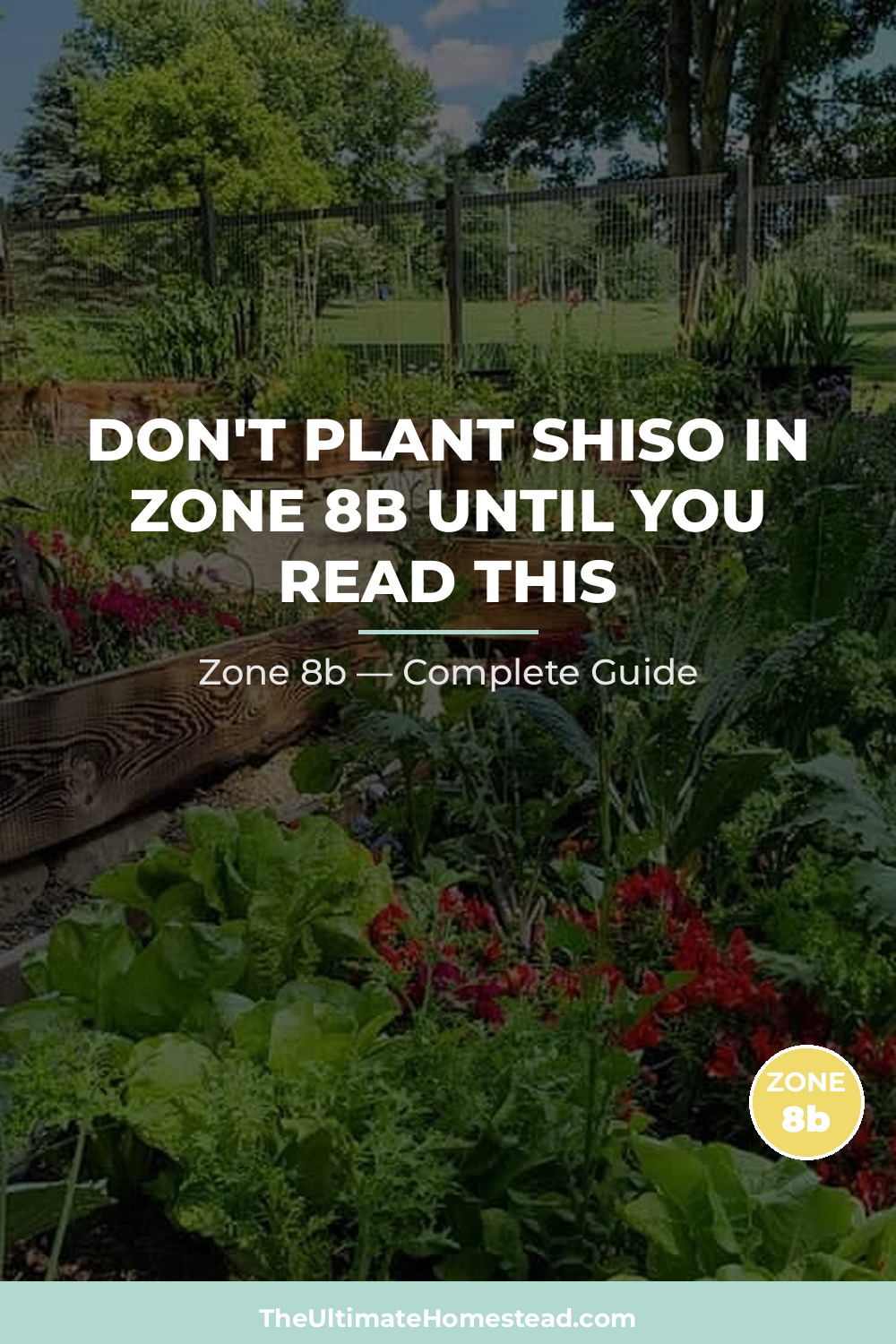 When to Plant Shiso in Zone 8b