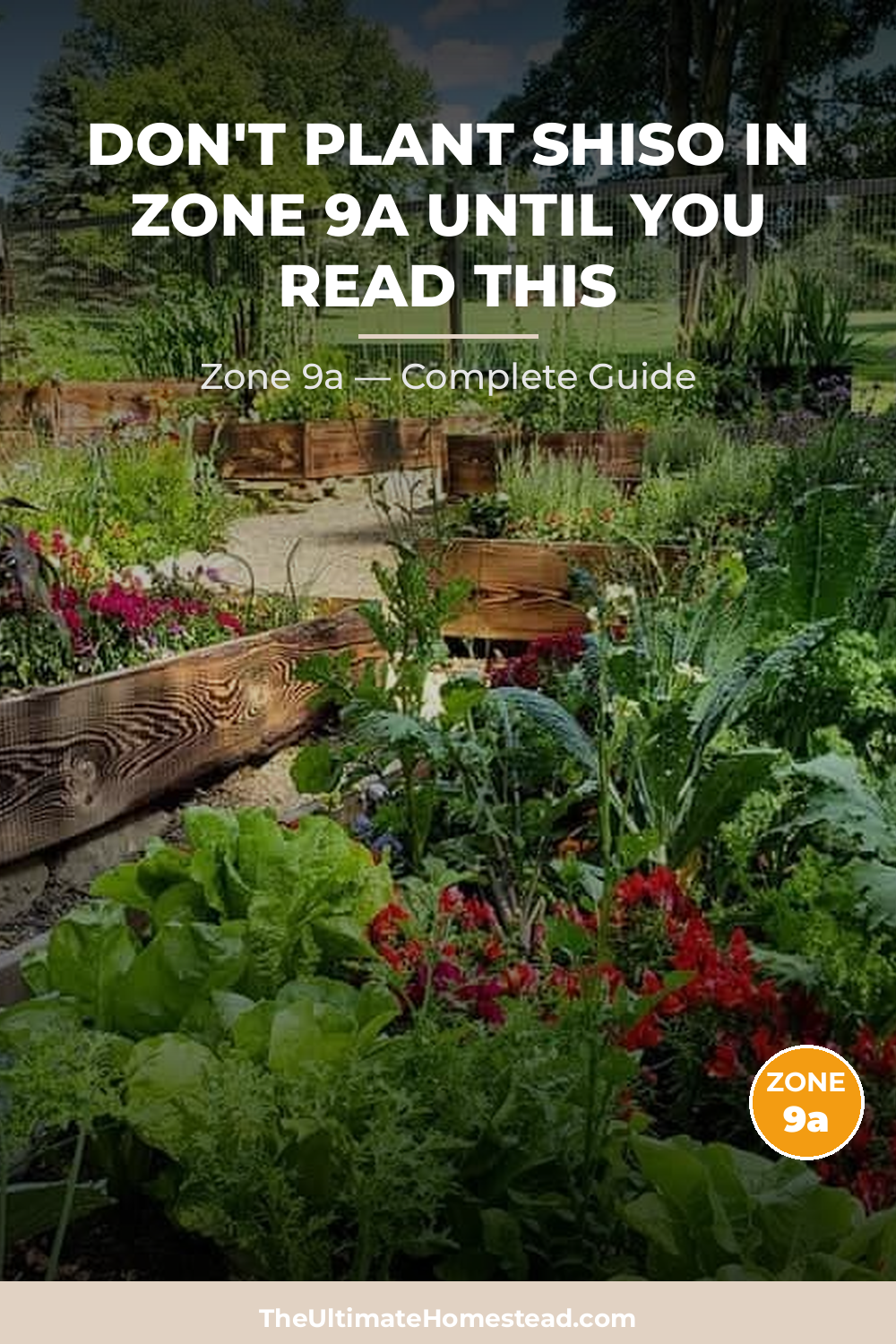 When to Plant Shiso in Zone 9a