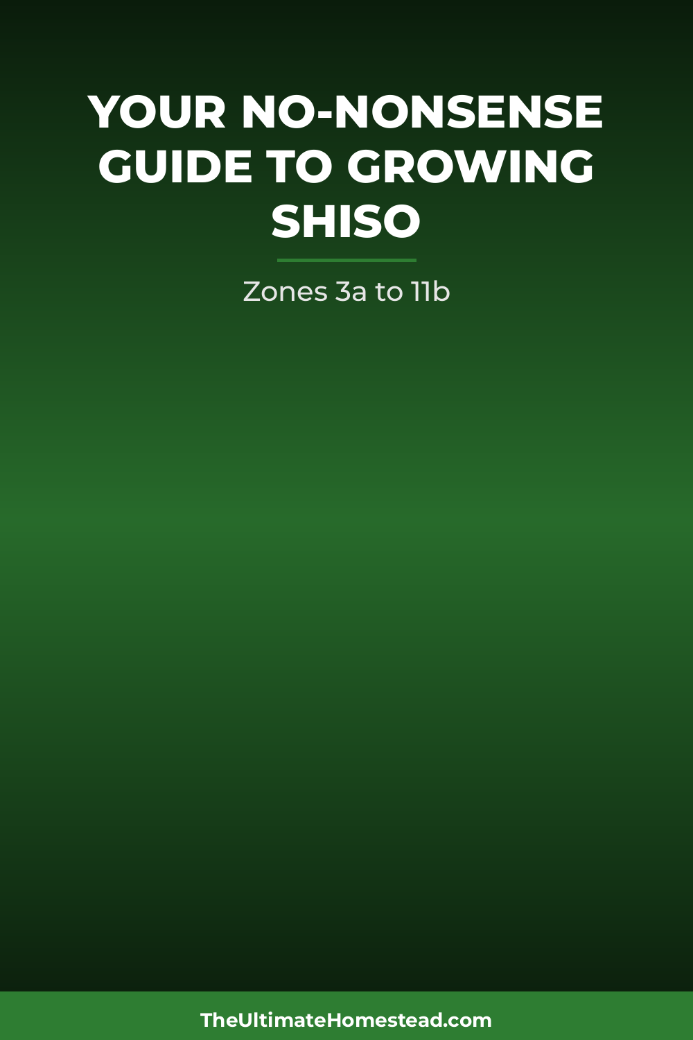 Shiso Planting Guide