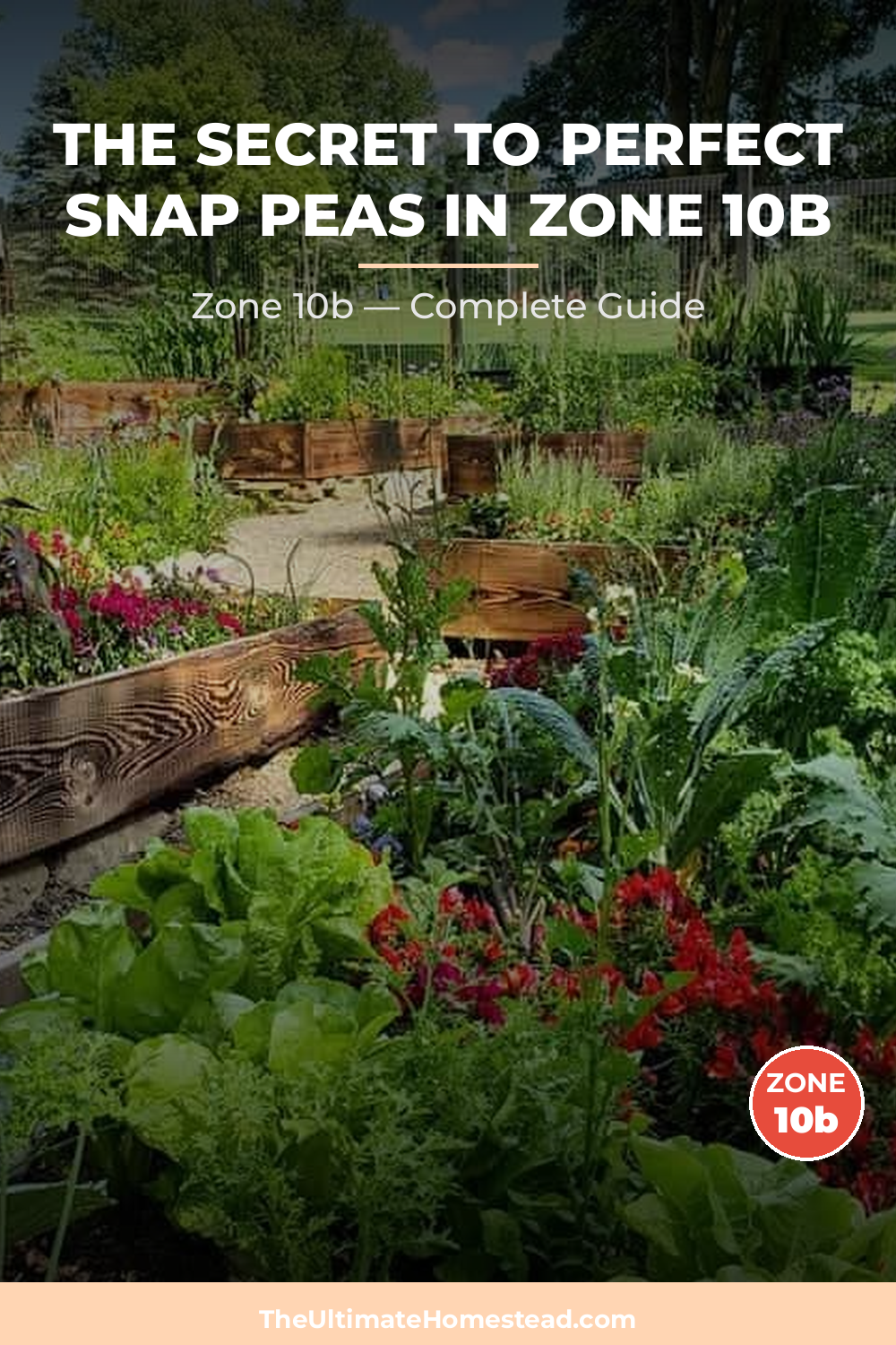 When to Plant Snap Peas in Zone 10b