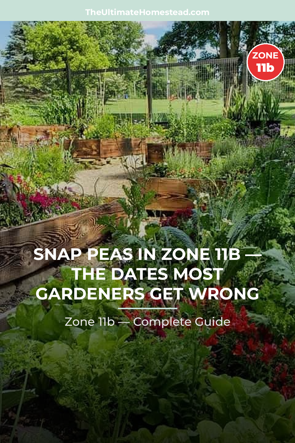 When to Plant Snap Peas in Zone 11b
