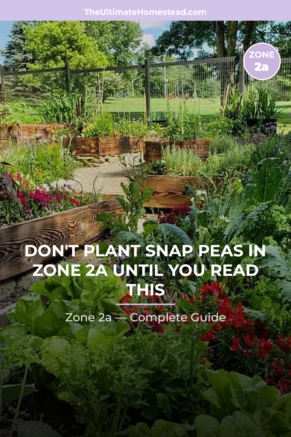 When to Plant Snap Peas in Zone 2a