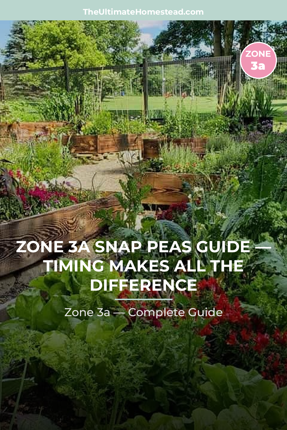 When to Plant Snap Peas in Zone 3a