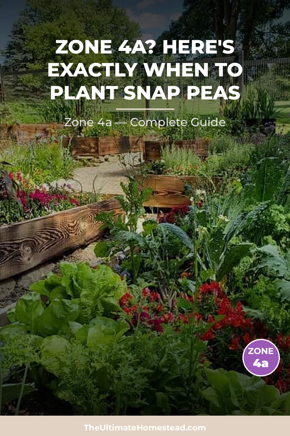 When to Plant Snap Peas in Zone 4a