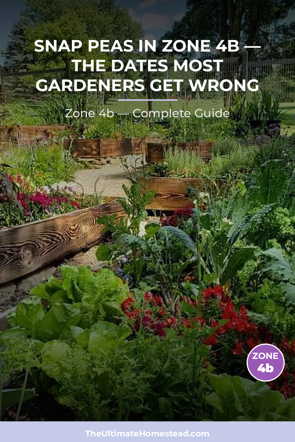 When to Plant Snap Peas in Zone 4b