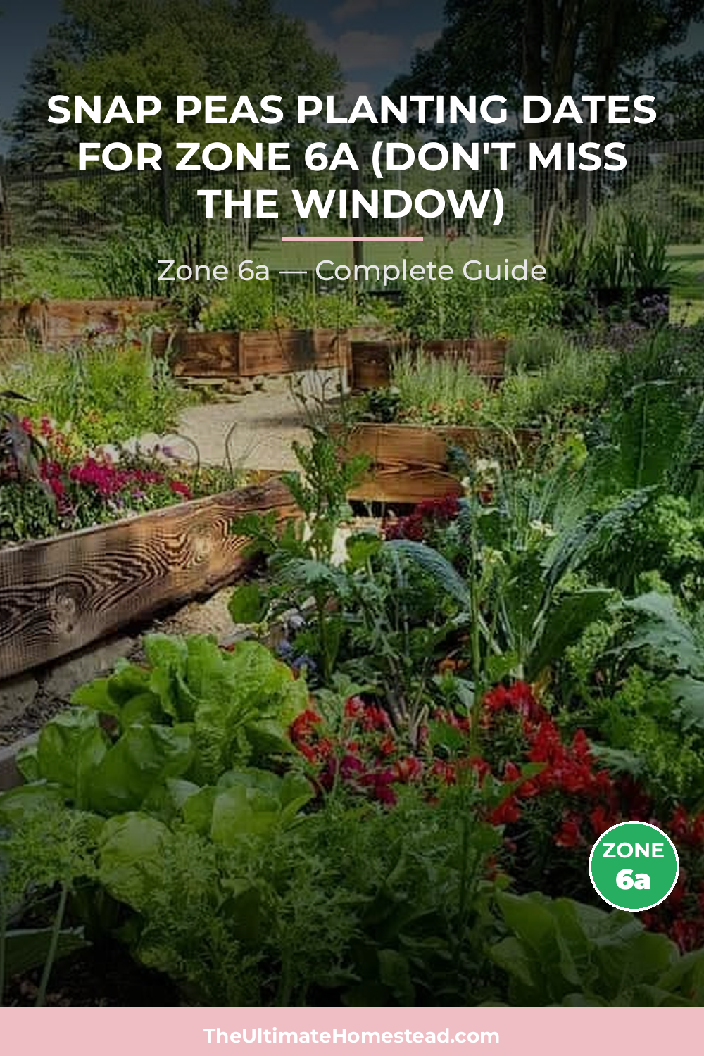 When to Plant Snap Peas in Zone 6a