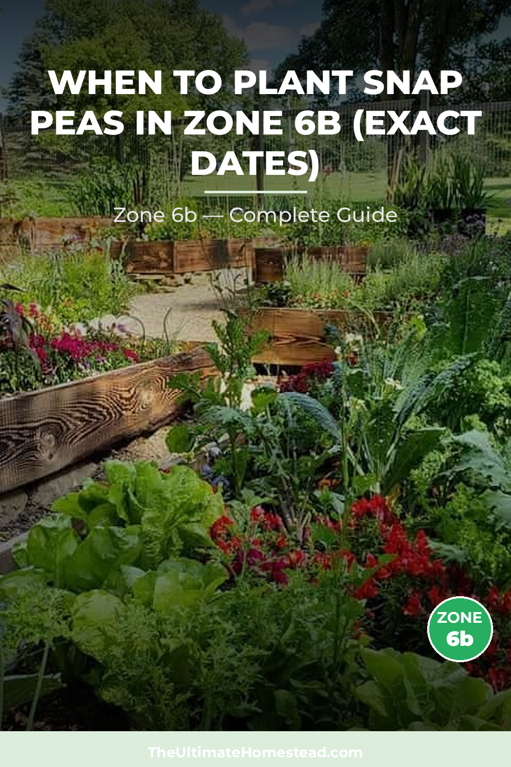 When to Plant Snap Peas in Zone 6b
