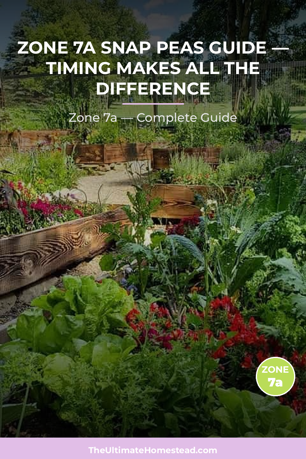 When to Plant Snap Peas in Zone 7a