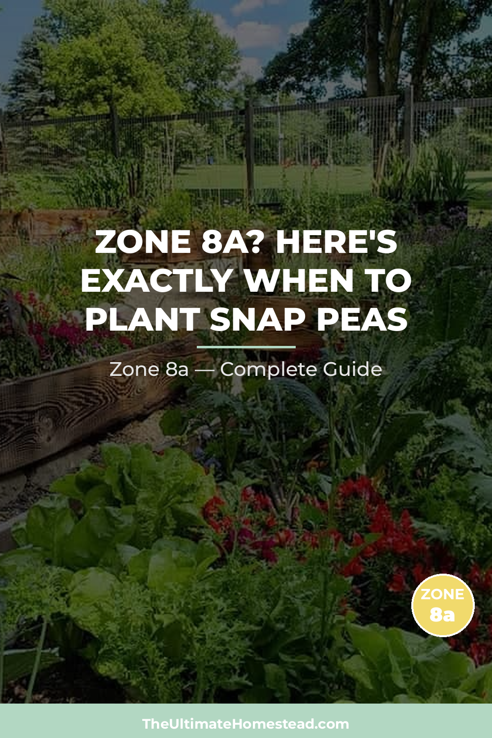 When to Plant Snap Peas in Zone 8a