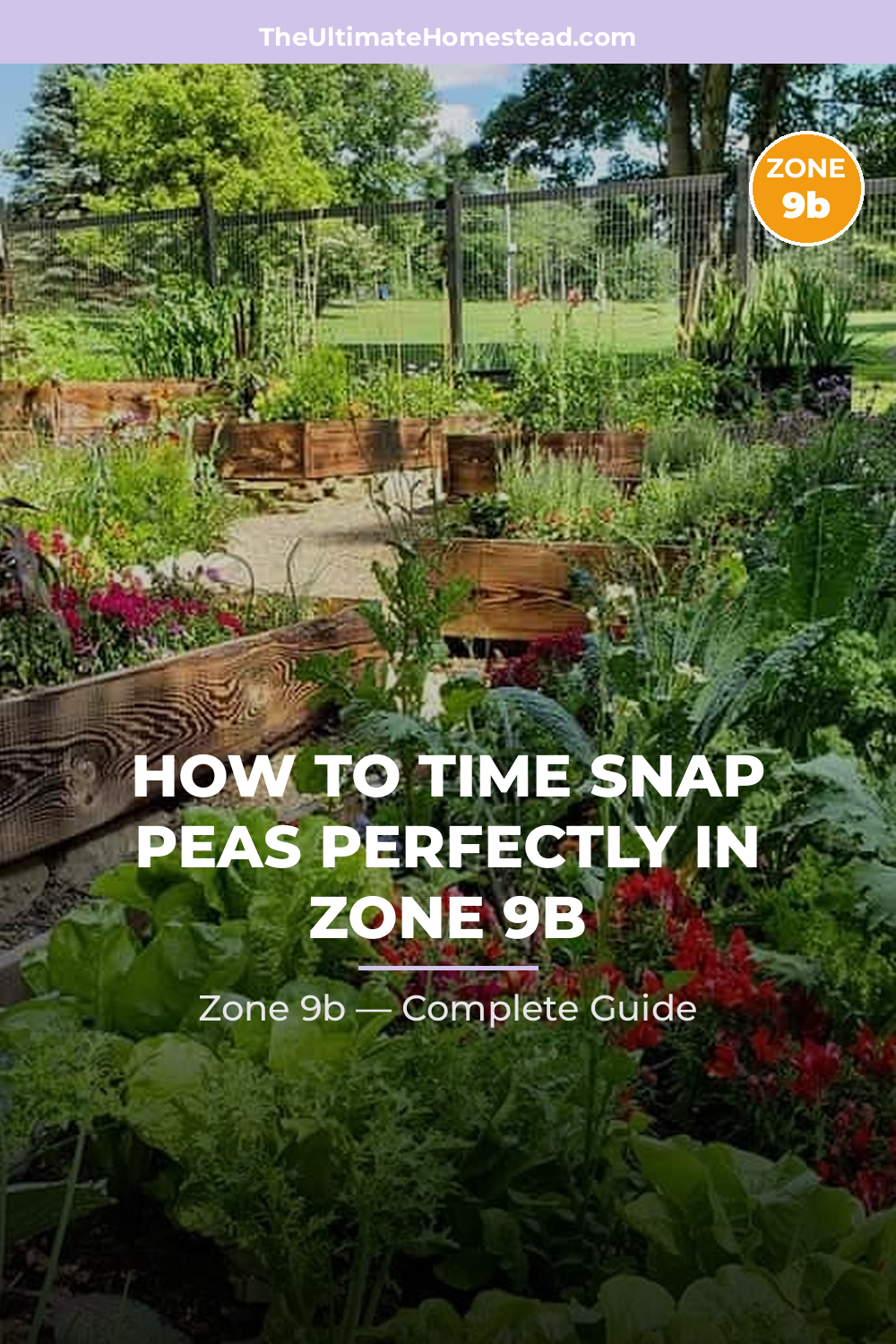 When to Plant Snap Peas in Zone 9b