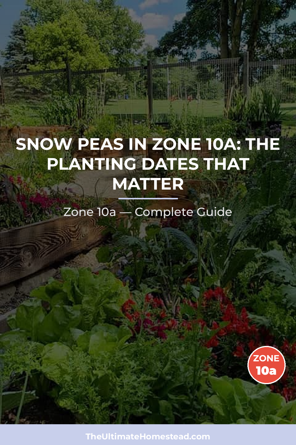 When to Plant Snow Peas in Zone 10a
